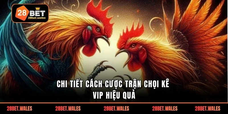 Chi tiết cách cược trận chọi kê VIP hiệu quả