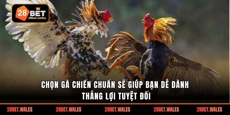 Chọn gà chiến chuẩn sẽ giúp bạn dễ dành thắng lợi tuyệt đối