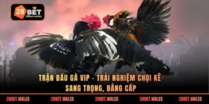 Trận đấu gà VIP