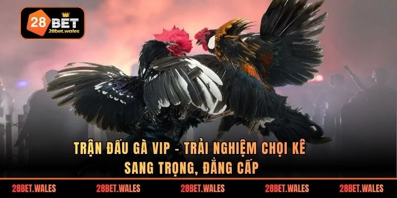 Trận đấu gà VIP