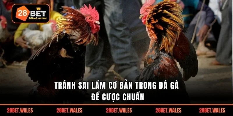 Tránh sai lầm cơ bản trong đá gà để cược chuẩn