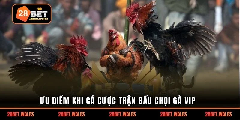 Ưu điểm khi cá cược trận đấu chọi gà VIP 